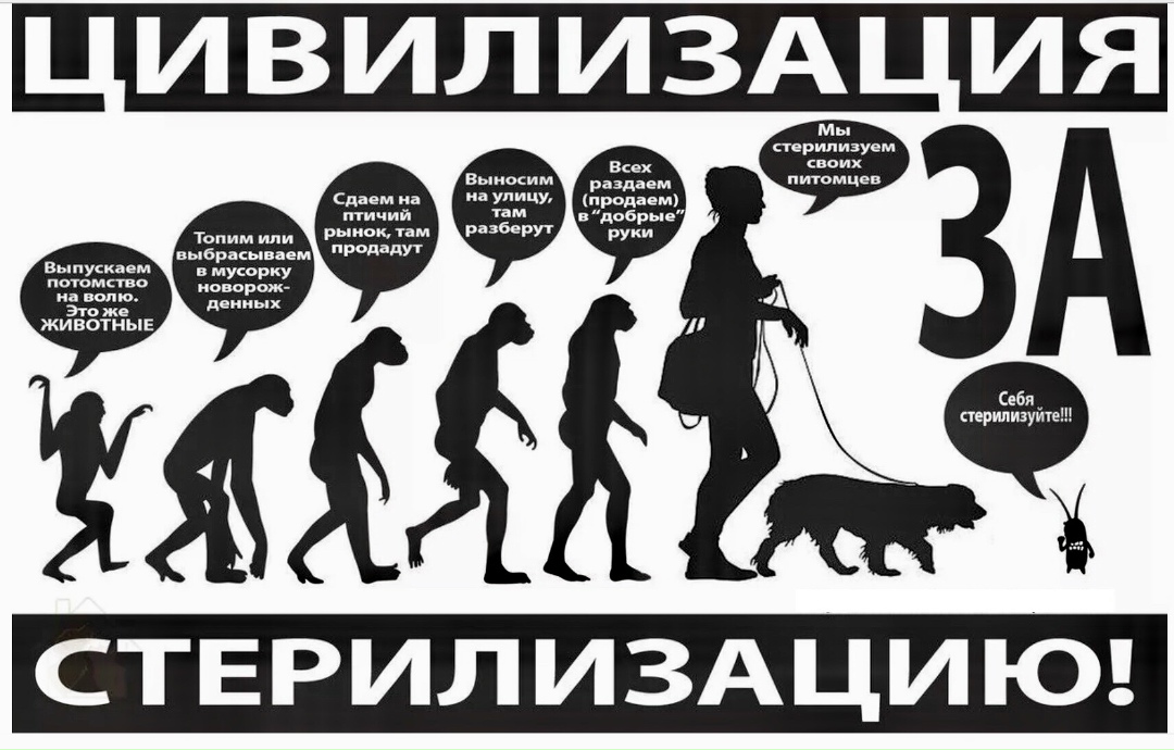 Найдена кошка в Бобруйске — МЫ ЗА СТЕРИЛИЗАЦИЮ! 👍👍👍
