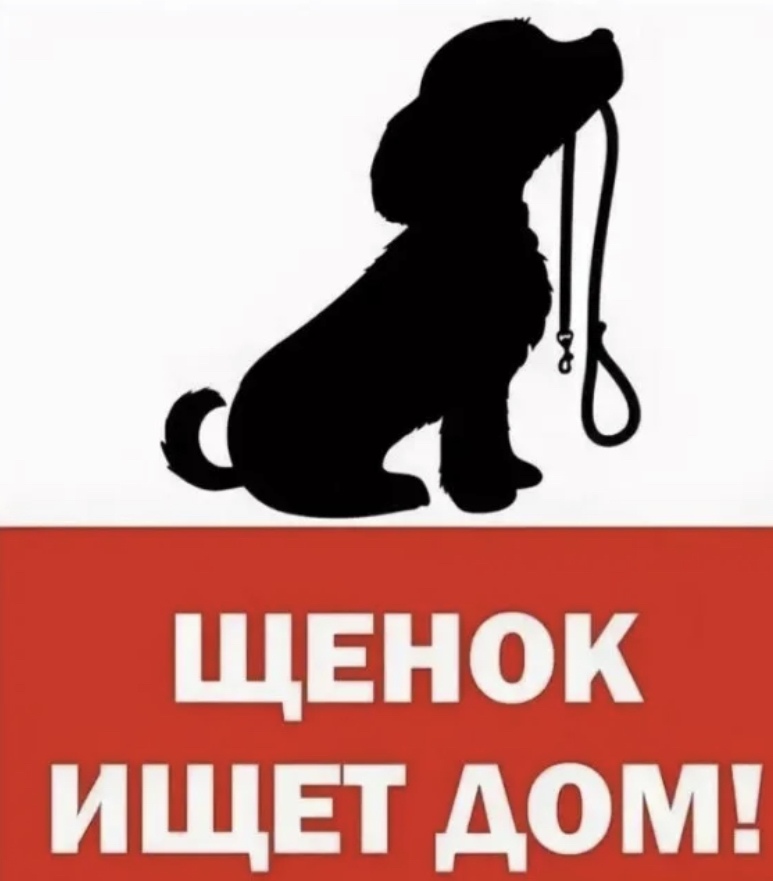 Найдена собака в Бобруйске — БОБРУЙСК. ⚠️⚠️⚠️