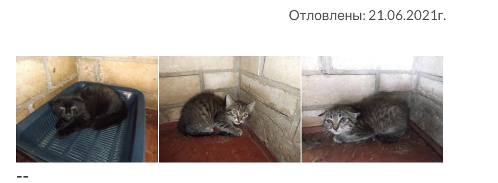 Найдена кошка в Бобруйске — Друзья! Вчера , 1 июля состоялась отправка хвостиков 🚘 в Россию. По плану должно было ехать 9…