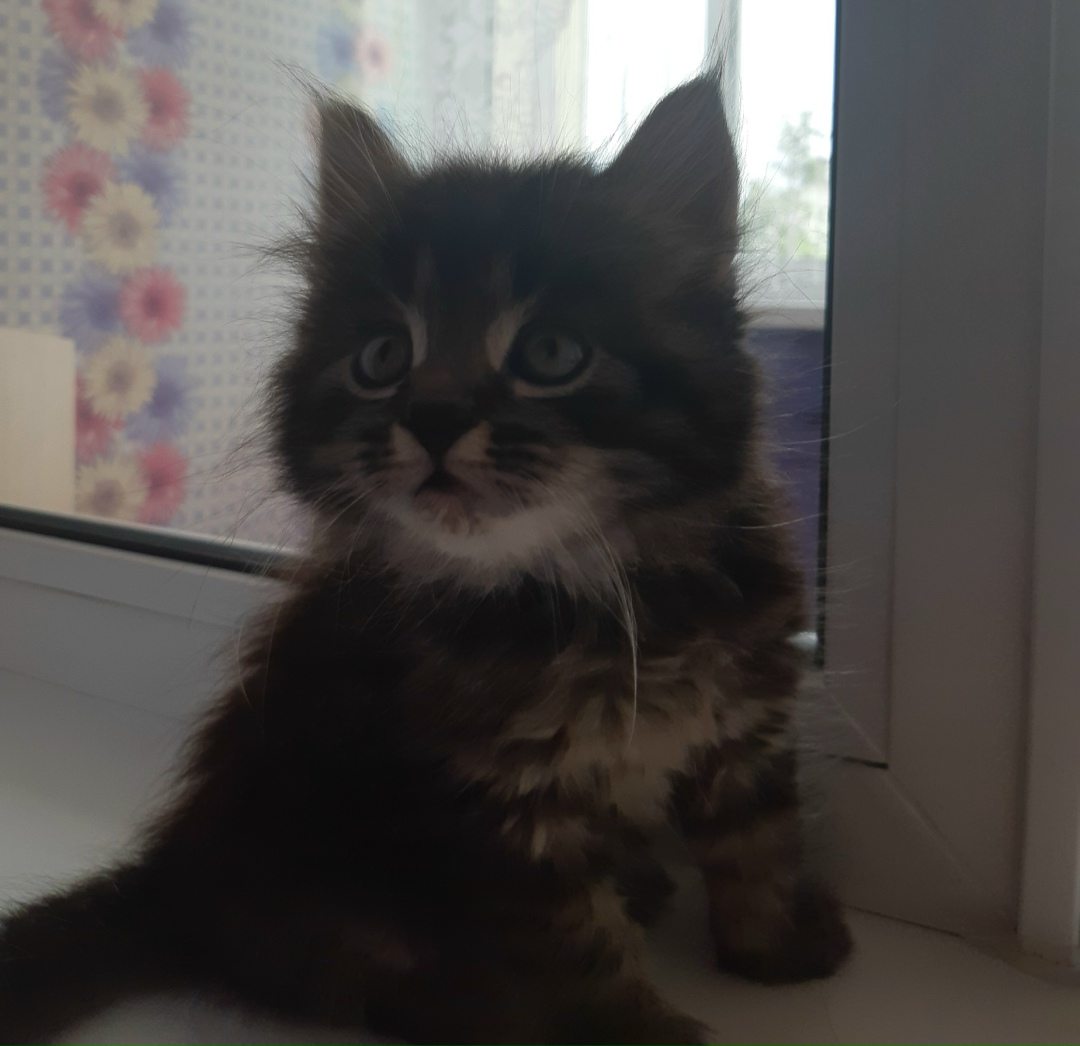 Найдена кошка в Бобруйске — Друзья ! Бобруйск! Прекрасные котодети 😺😺 в ожидании любящих пап и мам 👫🏡! Малыши были подобраны с…