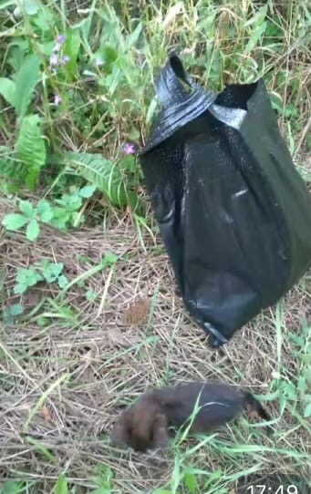 Найдена кошка в Бобруйске — Вчера все любители и обожатели кошачьего племя праздновали Всемирный день кошек. 😻💐❤️Что может…