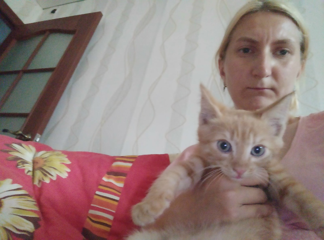 Найдена кошка в Бобруйске — Бобруйск!