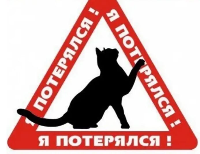 Пропала кошка в Бобруйске — Бобруйск!!!