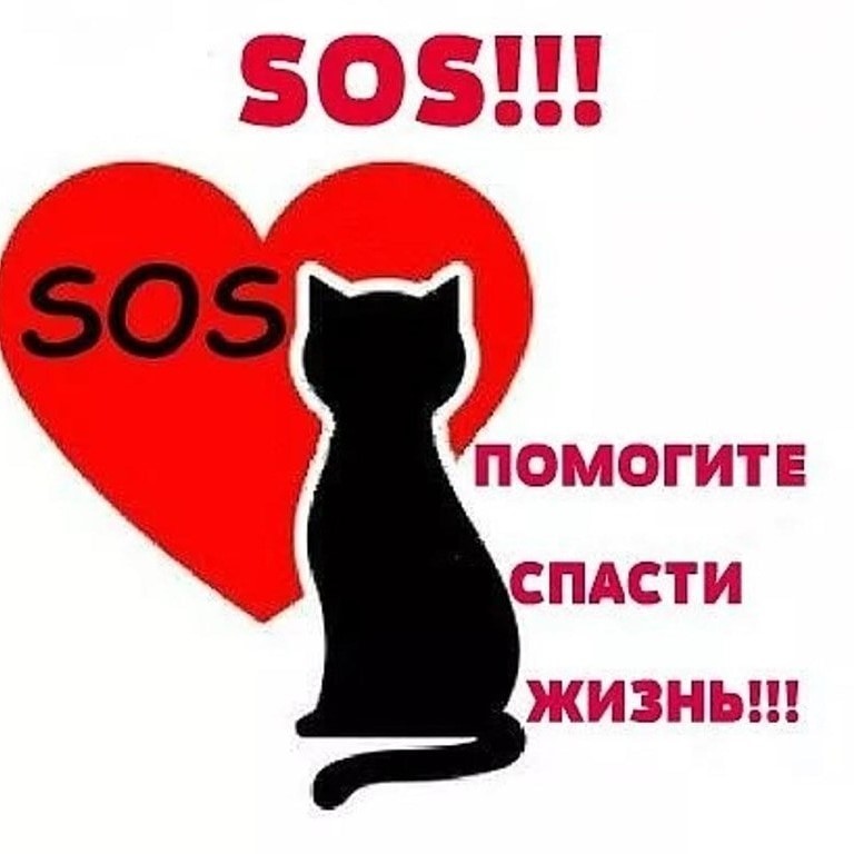 Найдена кошка в Бобруйске — Бобруйск! 🆘🆘🆘