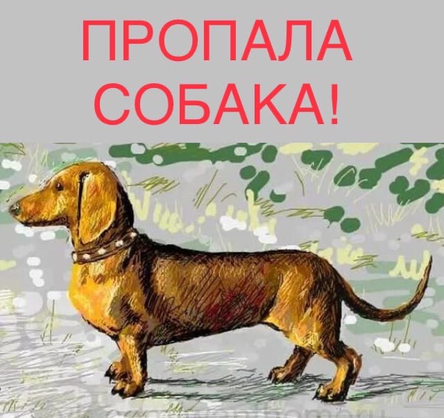 Найдена собака в Бобруйске — Бобруйск! 🇧🇾