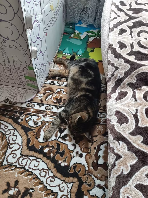 Найдена кошка в Бобруйске — фото объявления