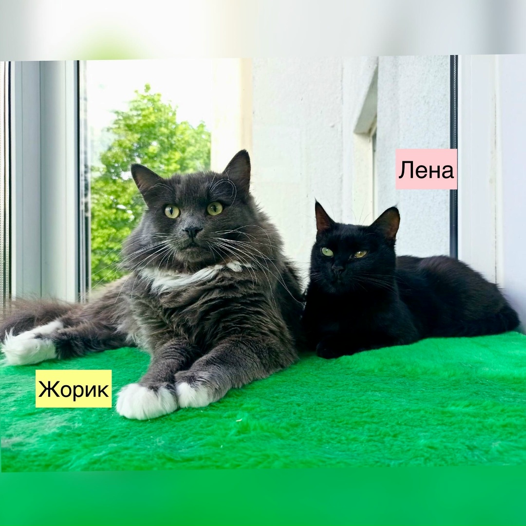 Найдена кошка в Бобруйске — Бобруйск и другие города Беларуси!