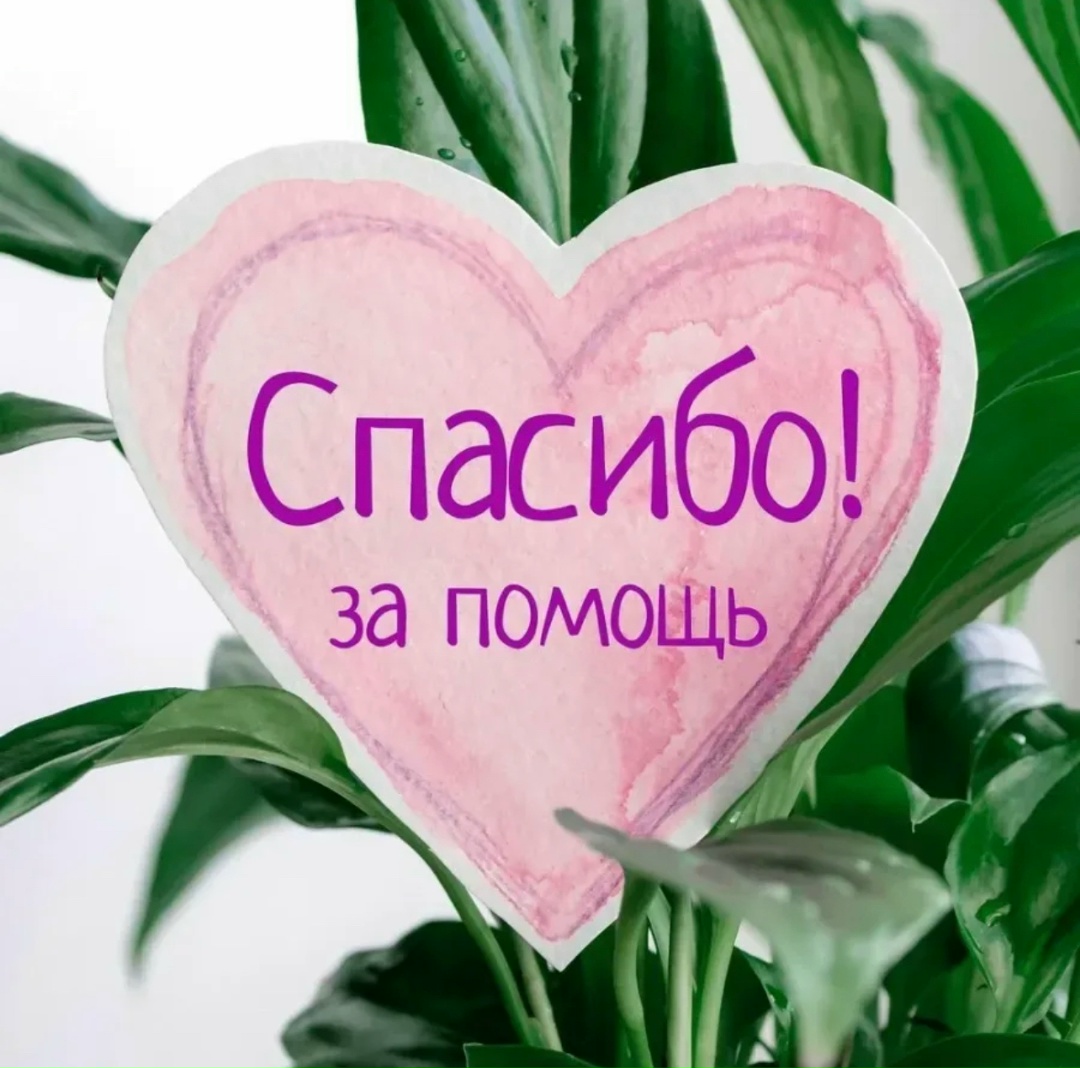 Найдена кошка в Бобруйске — Хорошие новости. Котик, найденный в феврале, https://m.vk.com/wall-195758213_6262
