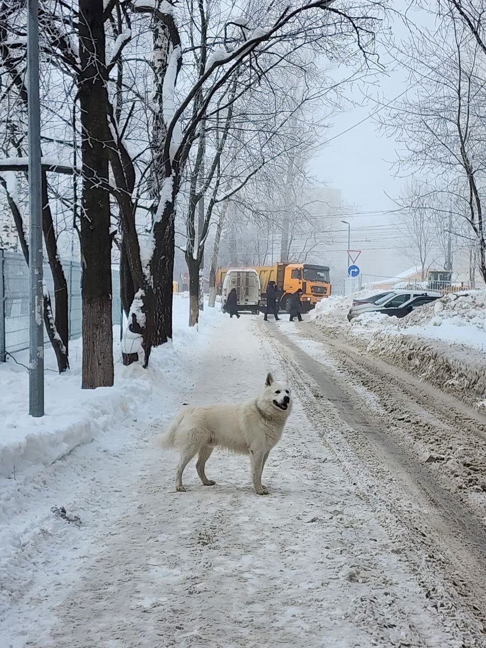 Найдена собака в Горках — Сегодня утром в Щербинках-2 (ориентир-остановка ул. Лебедева) появилась эта собака. Бегает около…