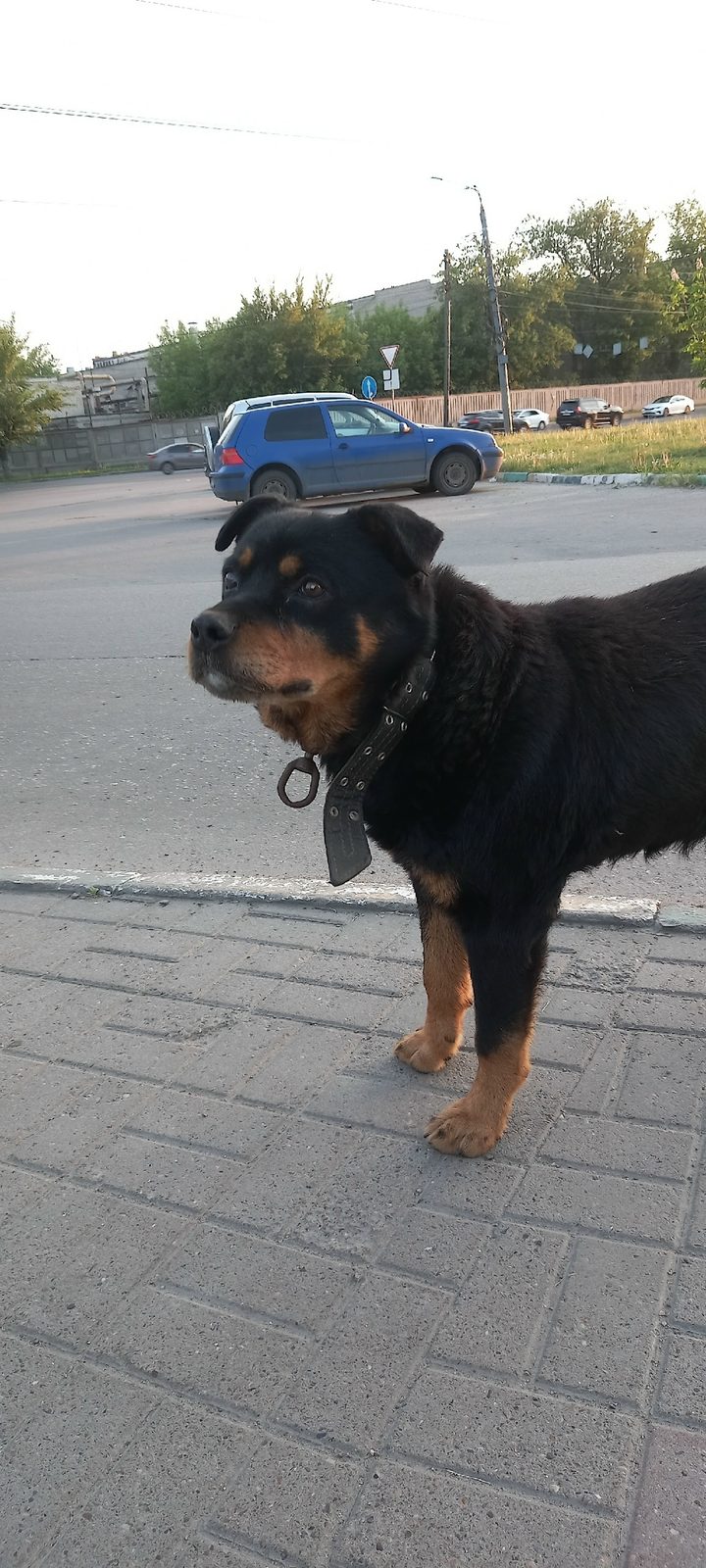Найдена собака в Горках — Сегодня 01.06.24, примерно в 19:50 видели собаку, вроде ротвейлер (не сильно разбираюсь), кобель, с…