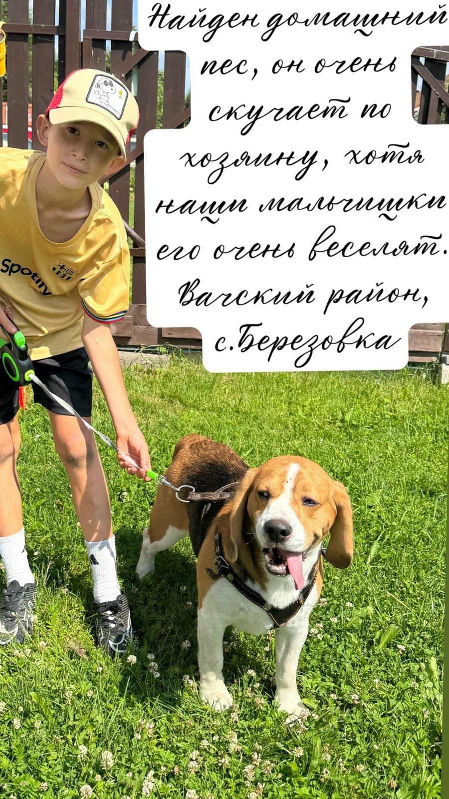 Найдена собака в Горках — В Ниж.обл, Вачский район, с. Березовка третий день бегает собака бигль. Мальчик! Очень ждет своего…