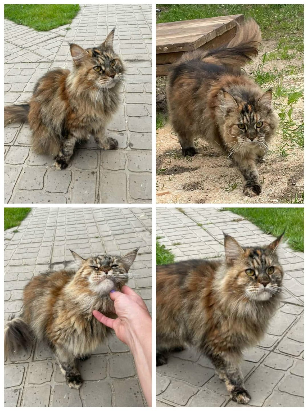 Пропала кошка в Новополоцке — ЧЬЯ ПОТЕРЯШКА ?