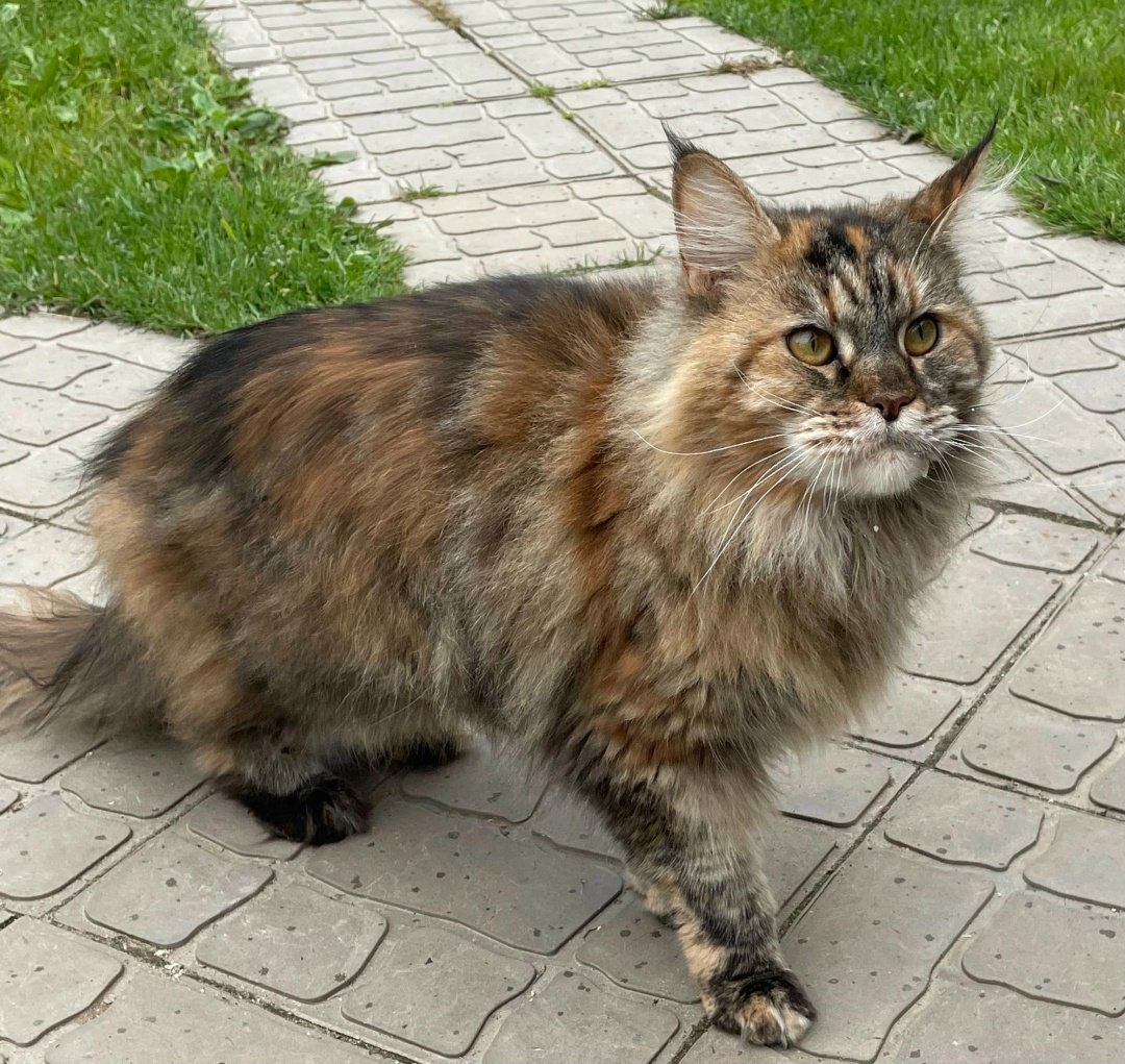 Найдена кошка в Новополоцке — Ищем хозяина!!! Очень ласковый котик, видно, что домашний.