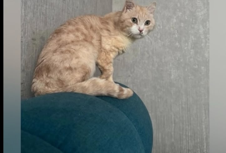 Пропала кошка в Новополоцке — фото объявления