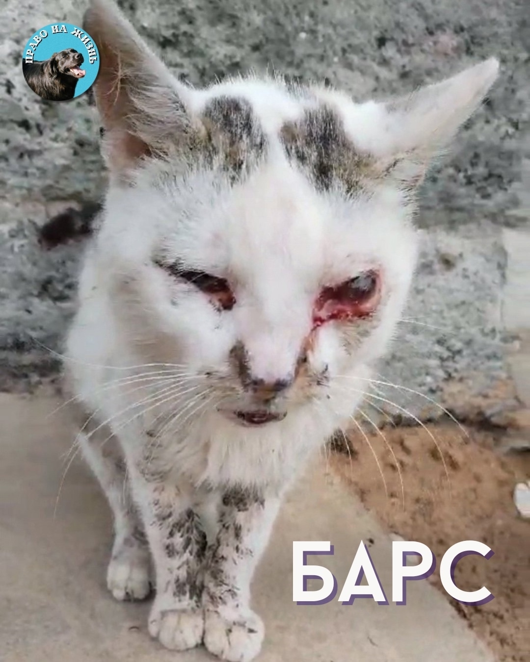 Пропала кошка в Новополоцке — Бедося😖