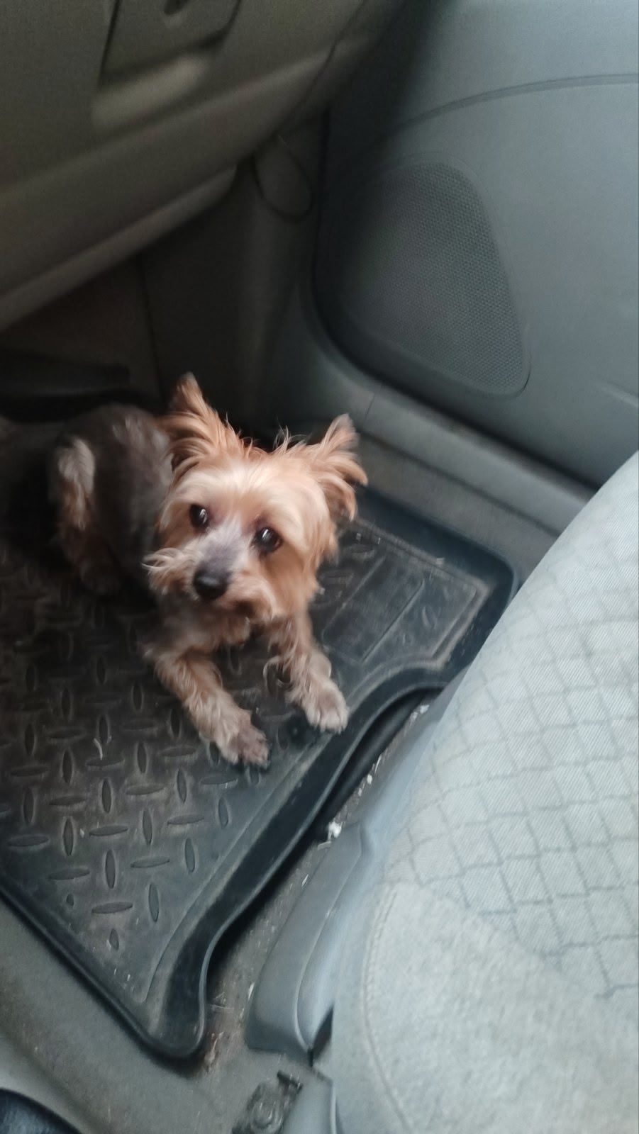 Найдена собака в Новополоцке — Добрый вечер. На трассе Глубокое-Полоцк на 32 км бежала собачка посреди дороги, может кто потерял…