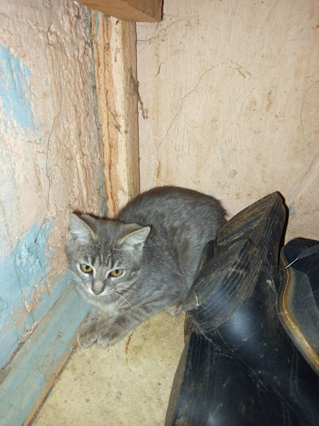 Найдена кошка в Новополоцке — фото объявления