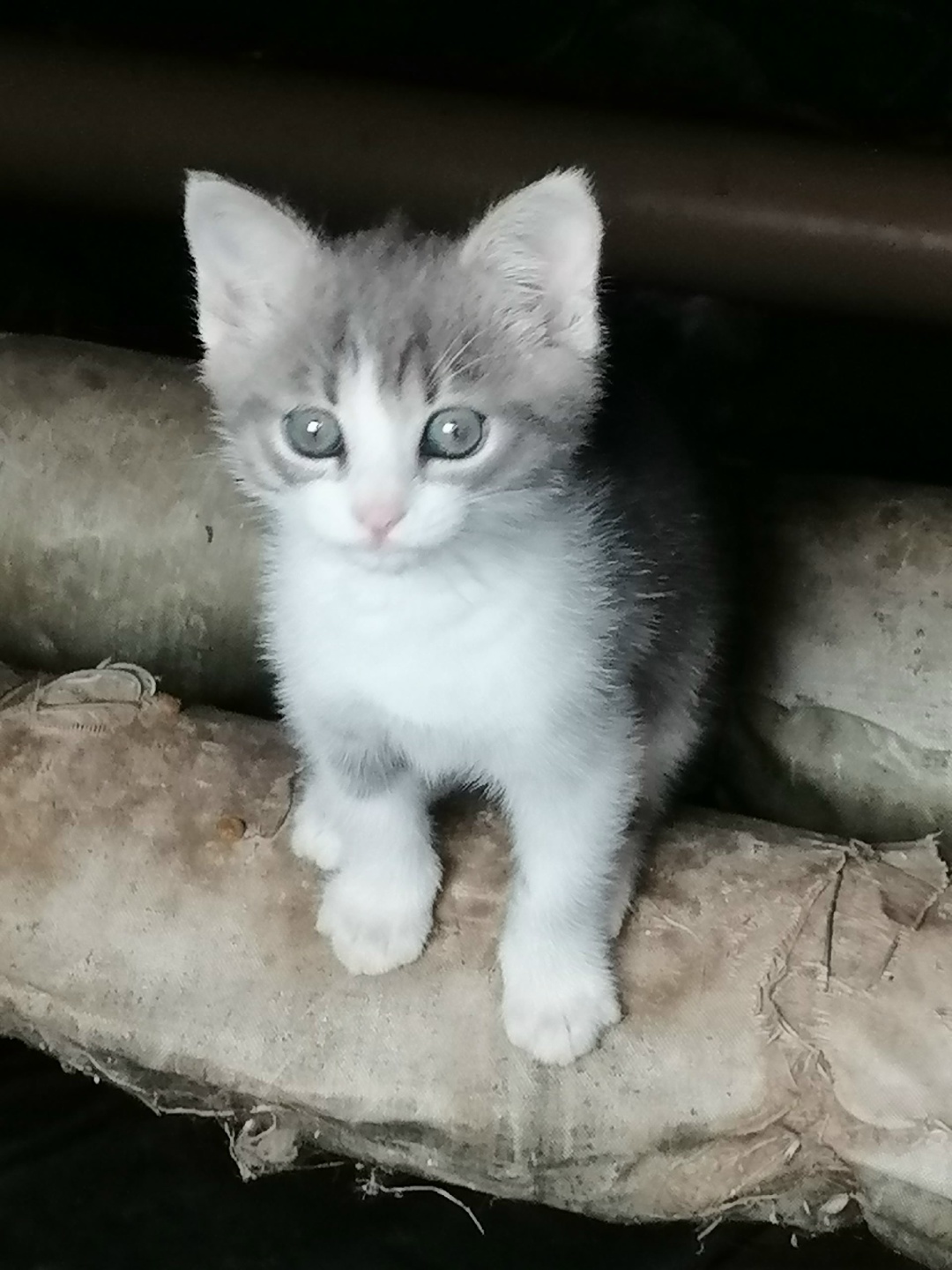 Найдена кошка в Новополоцке — Нужен дом котёнку. Мальчик 2 - 2,5 месяца. Был подобран в подвале. Ручной. В лоток пошёл сразу.