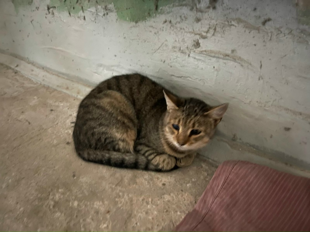 Пропала кошка в Новополоцке — На Молодёжной 199 появился такой котик. Может потерялся или выпал из окна, все время просится в…