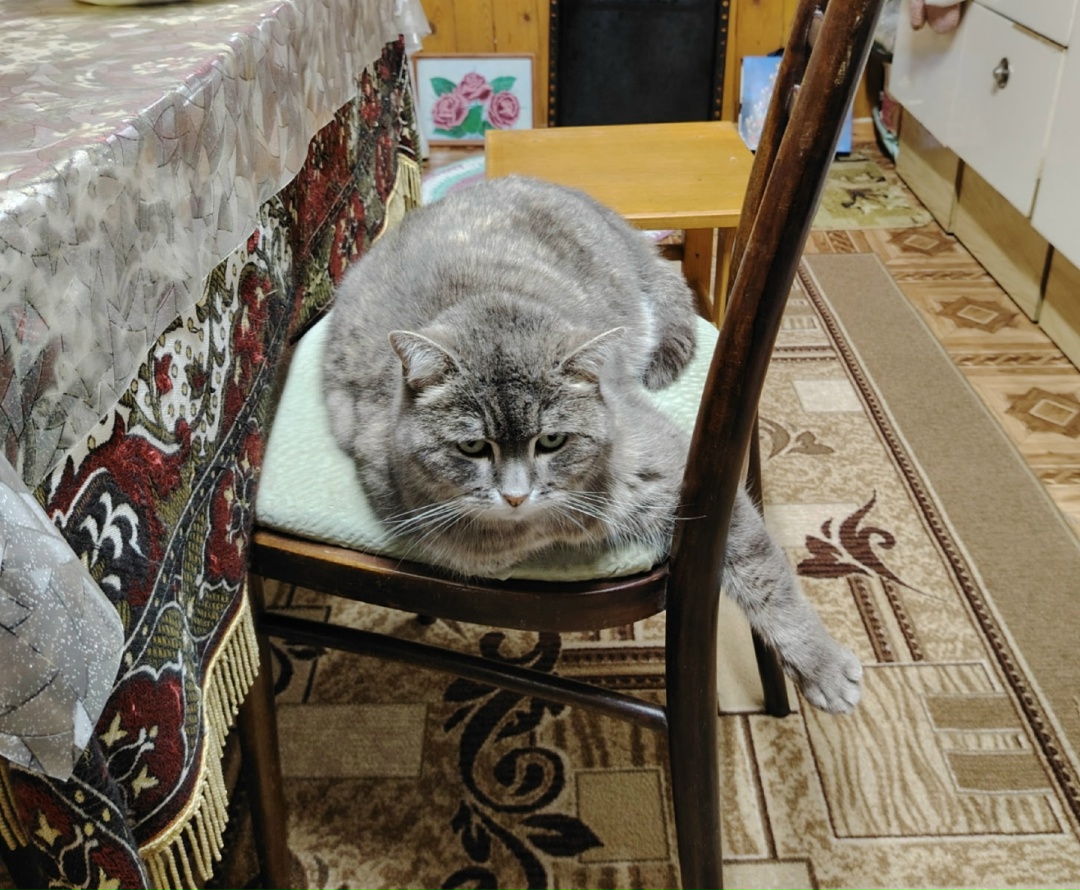 Найдена кошка в Новополоцке — д. Гендики пропала кошка, ушла из дома 27.08.2025 и нет посей день.