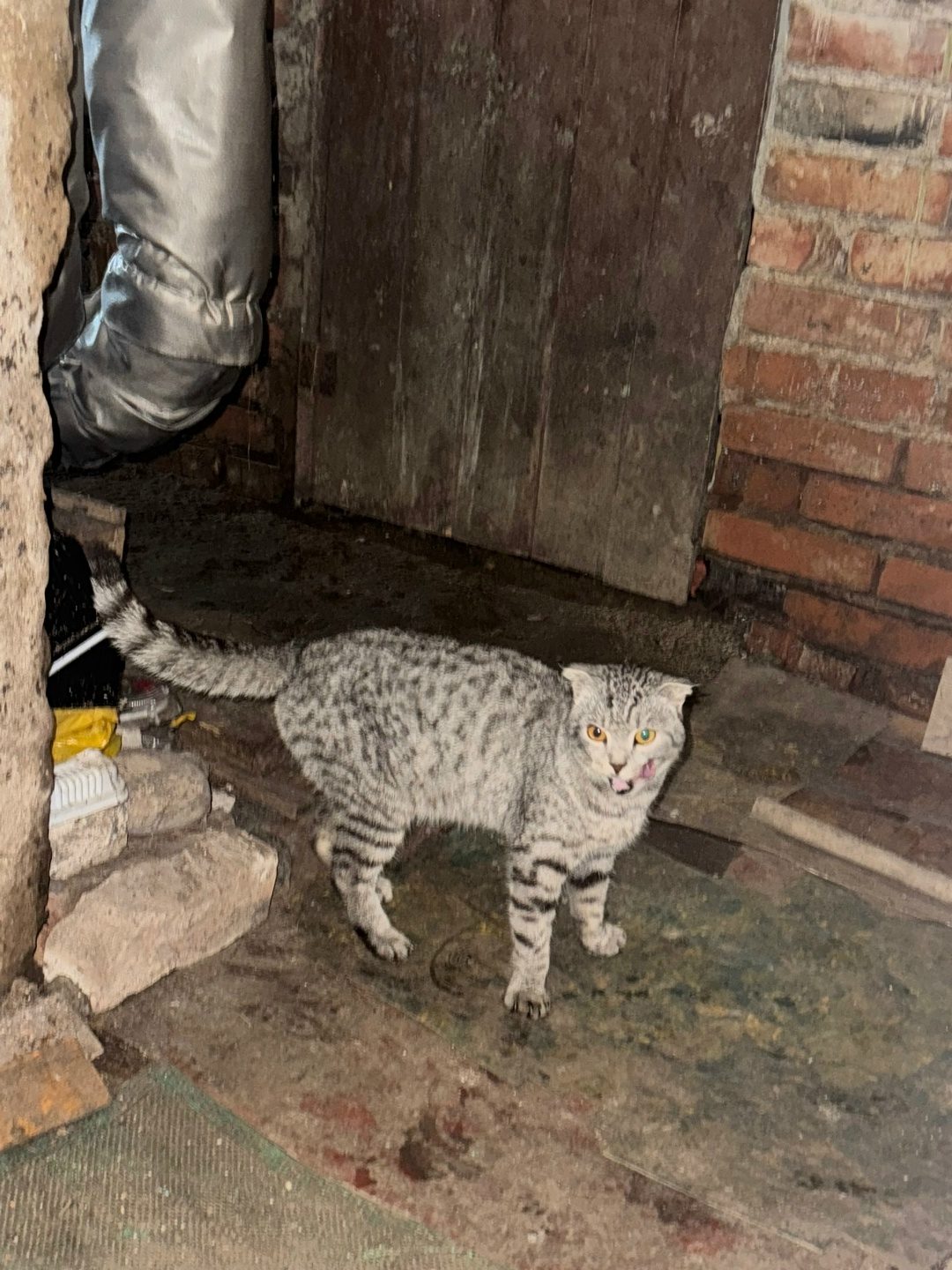 Найдена кошка в Новополоцке — фото объявления