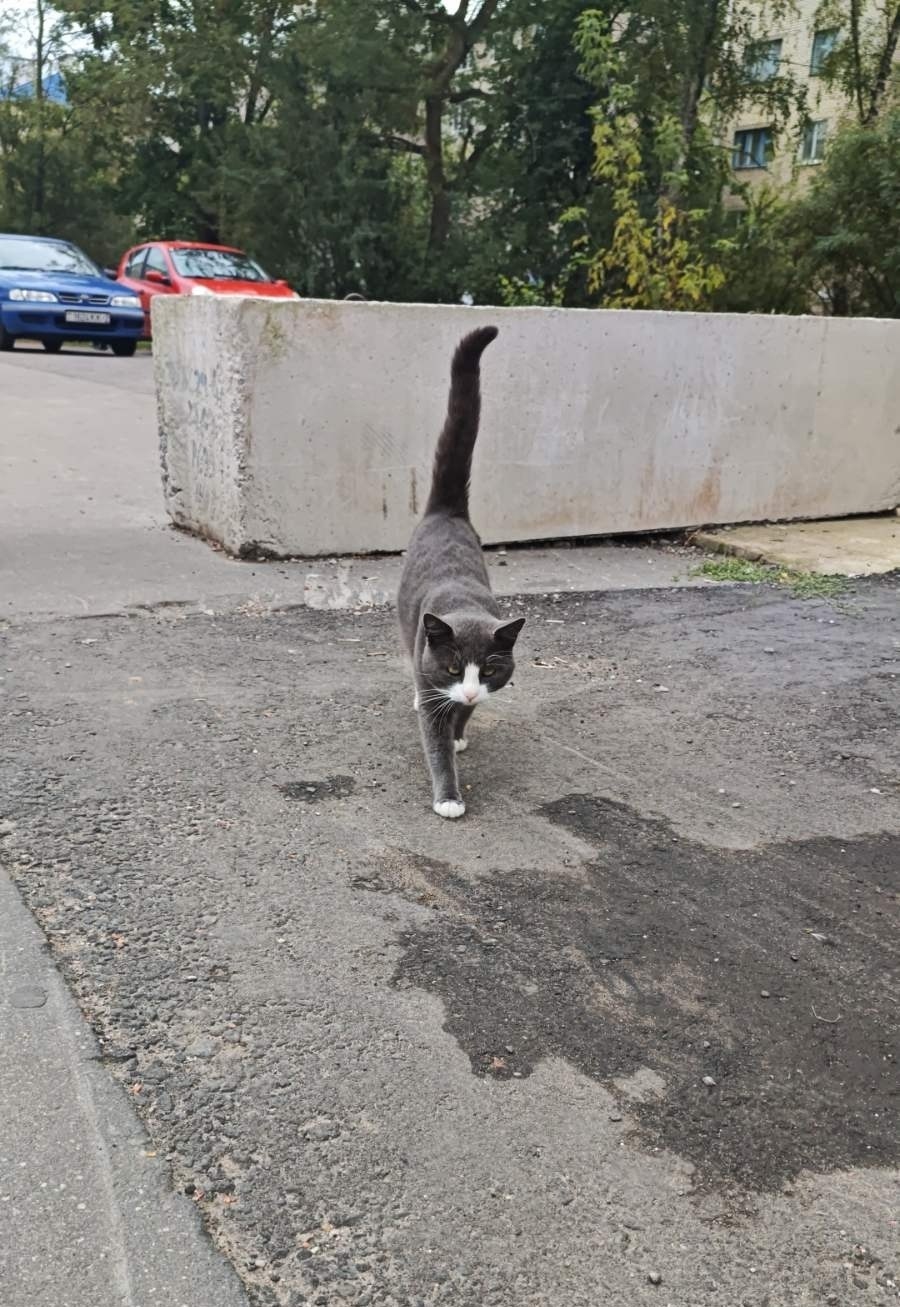 Найдена кошка в Новополоцке — Появился котик, похож на домашнего.