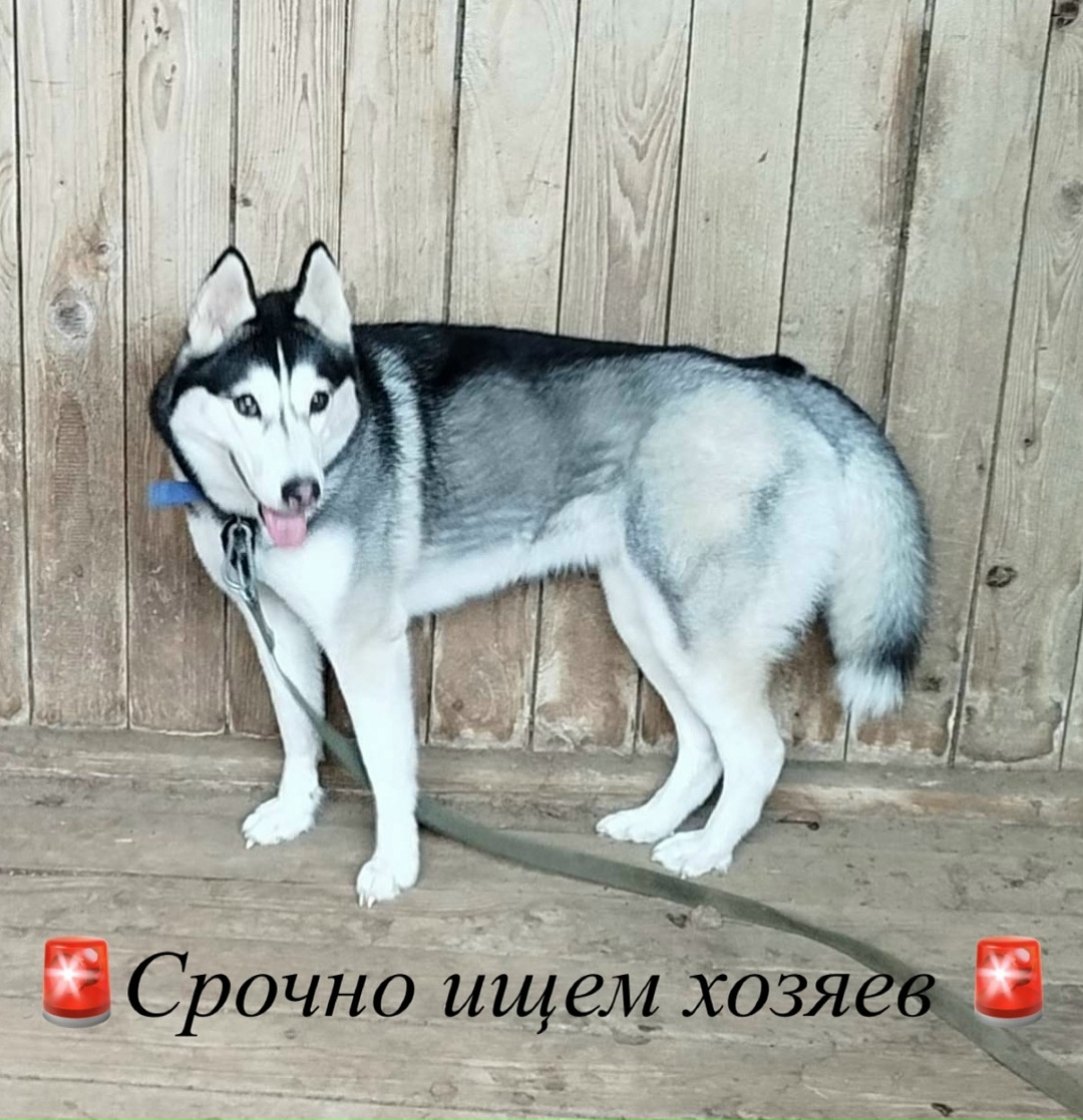Найдена собака в Новополоцке — В среду поздно вечером была найдена собака- хаски. Девочка, до года. Собаку нашли около «Белого…