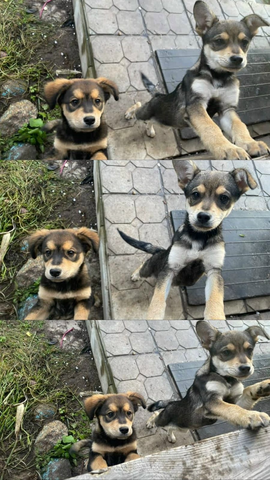 Найдена собака в Новополоцке — Помогите найти дом для двух подружек! 🐾