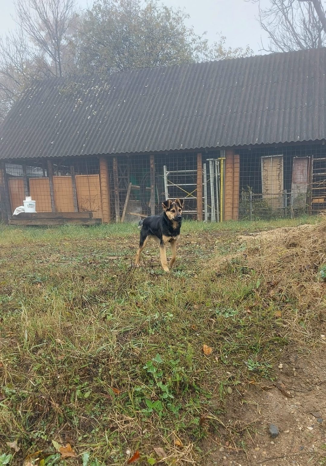 Найдена собака в Новополоцке — Здравствуйте, прибилась собачка, молоденькая,добрая и немного пугливая...район локомотивного…