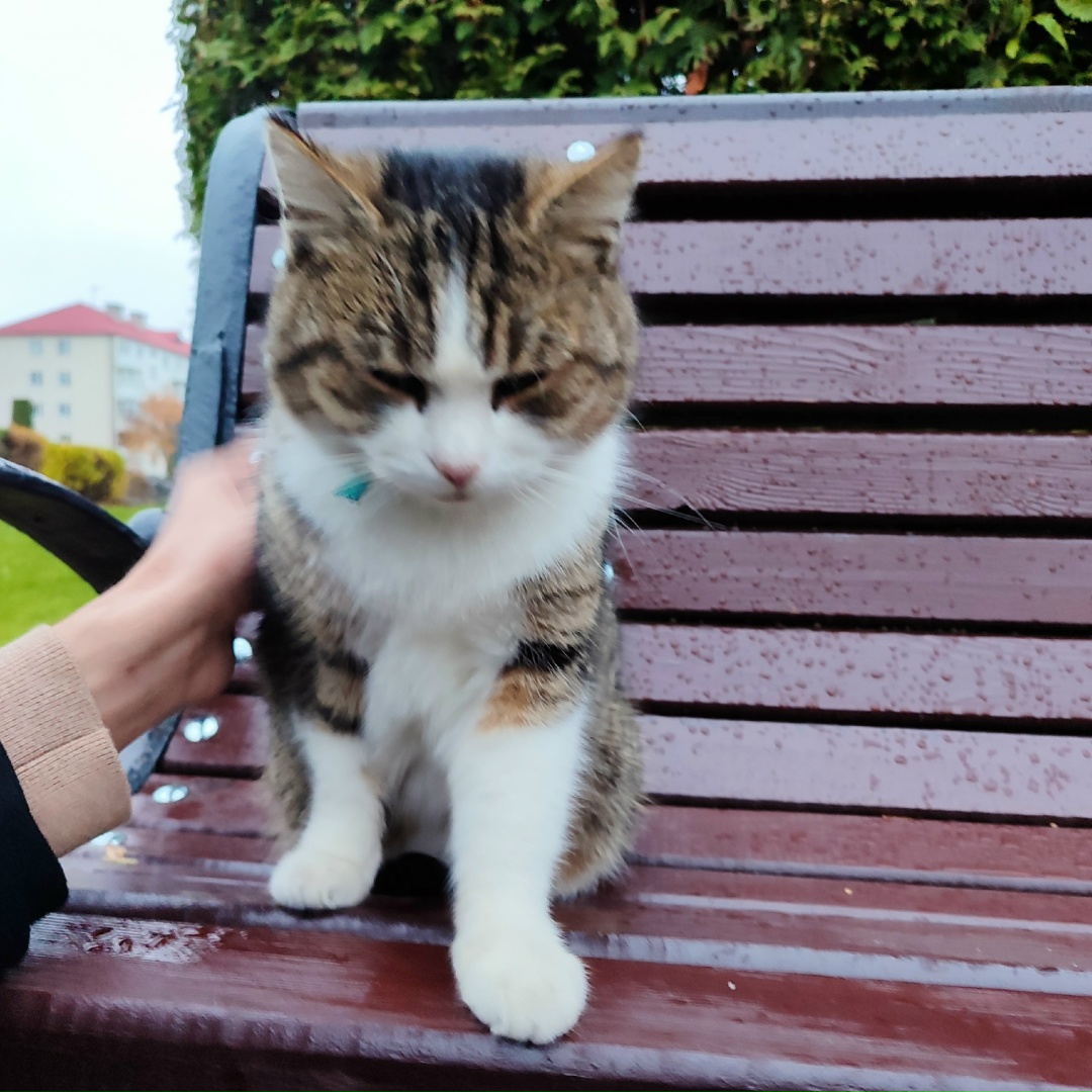 Пропала кошка в Новополоцке — Ласковый кот с зелёным ошейником сидит вблизи остановки "Райисполком". Может, кто-то потерял?