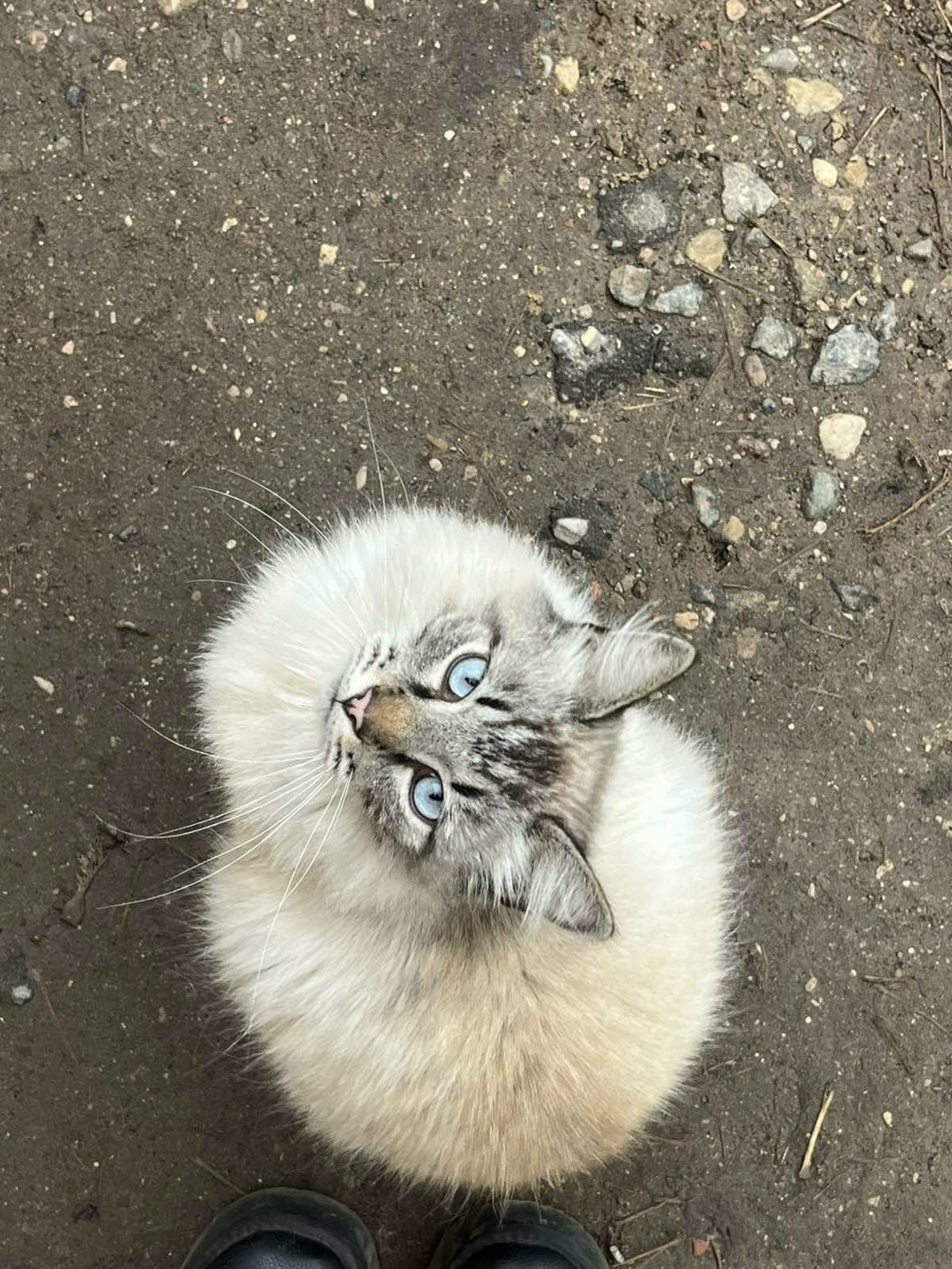 Пропала кошка в Новополоцке — фото объявления