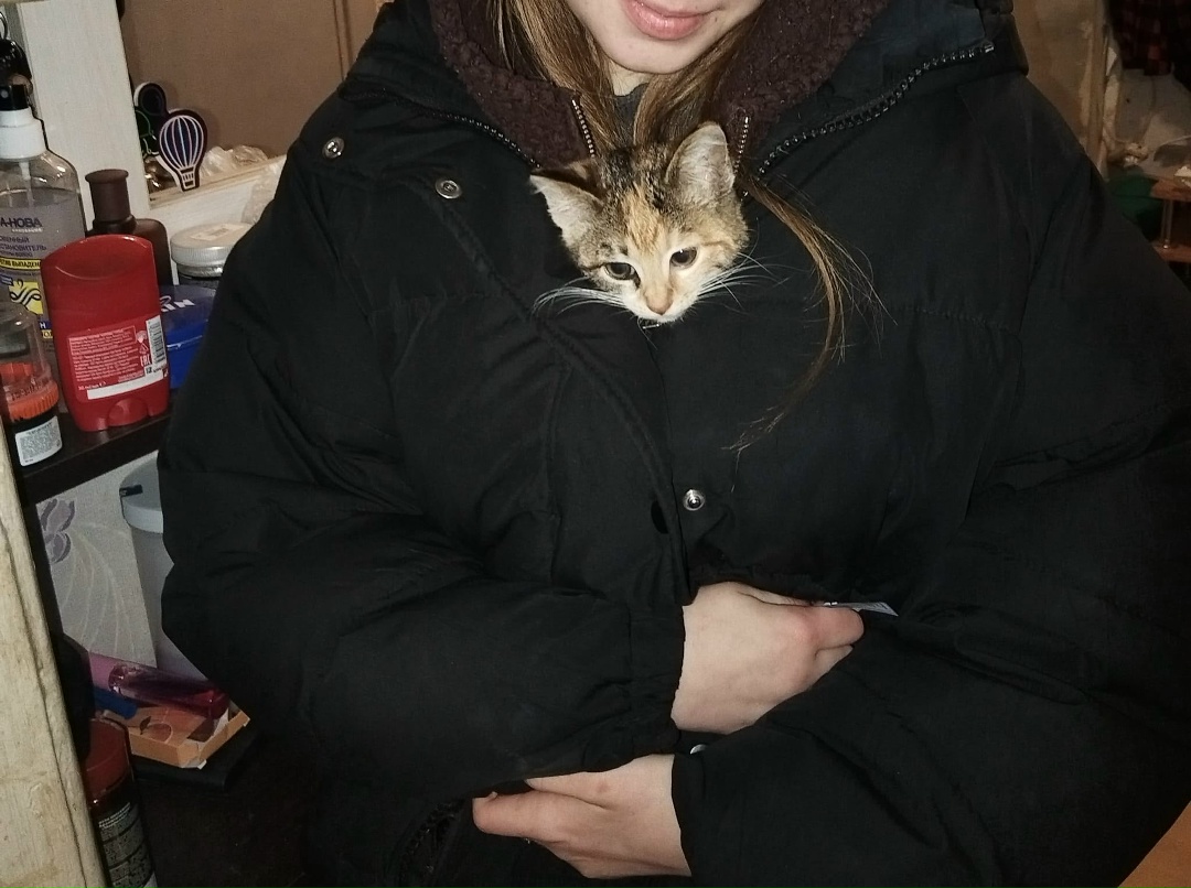 Найдена кошка в Новополоцке — фото объявления