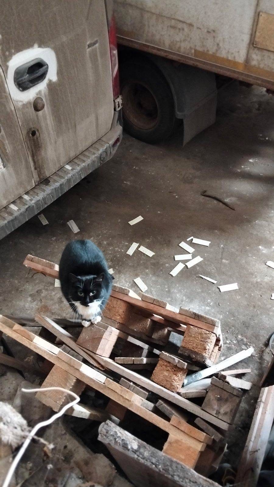 Найдена кошка в Новополоцке — В дом торговли Новополоцка, где разгрузка машин, появился котик.