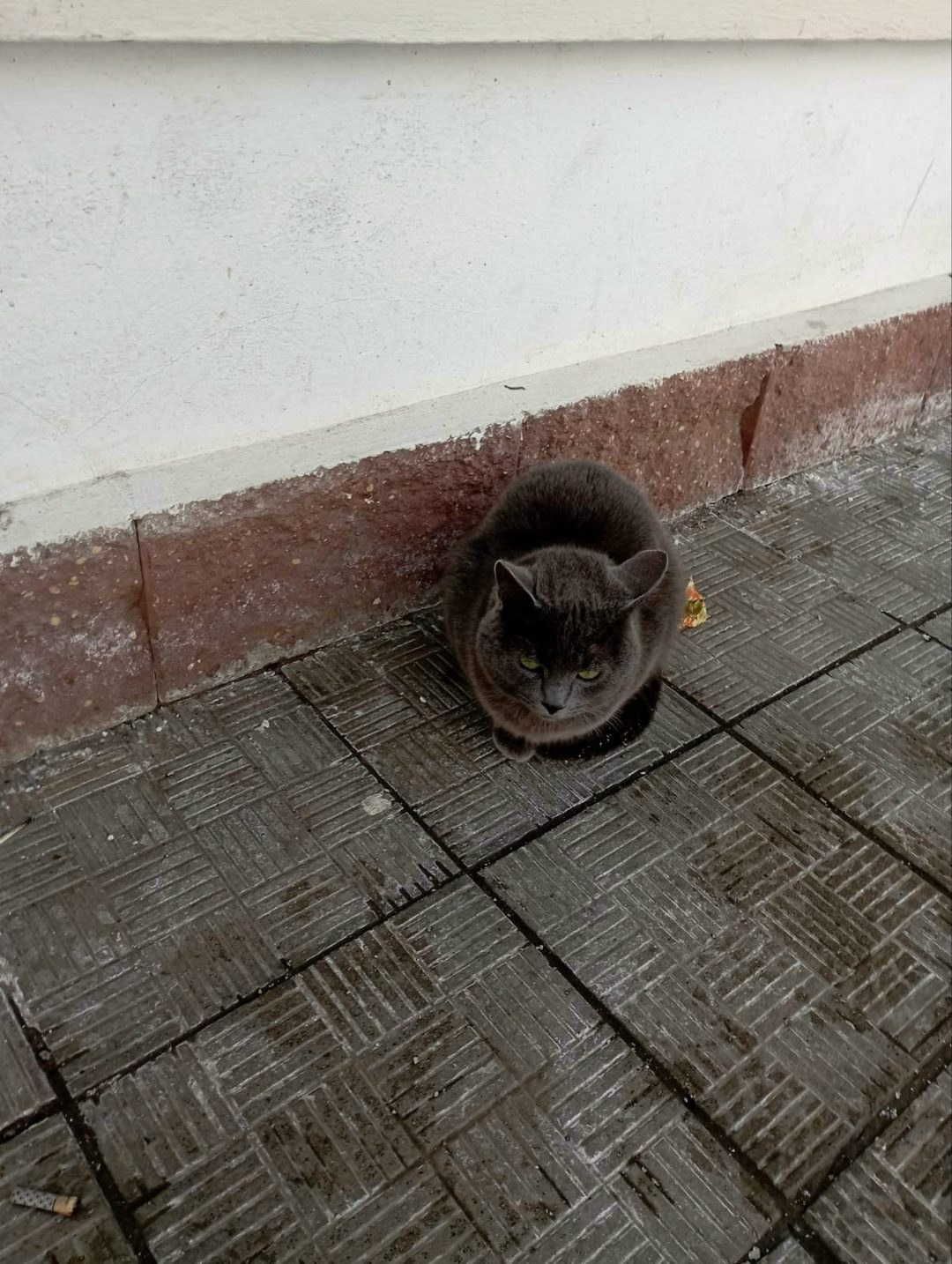 Найдена кошка в Новополоцке — Полоцк ,Аэродром, магазин "Хит" на Хруцкого. Чей кот замерзает?. Весь трясется.
