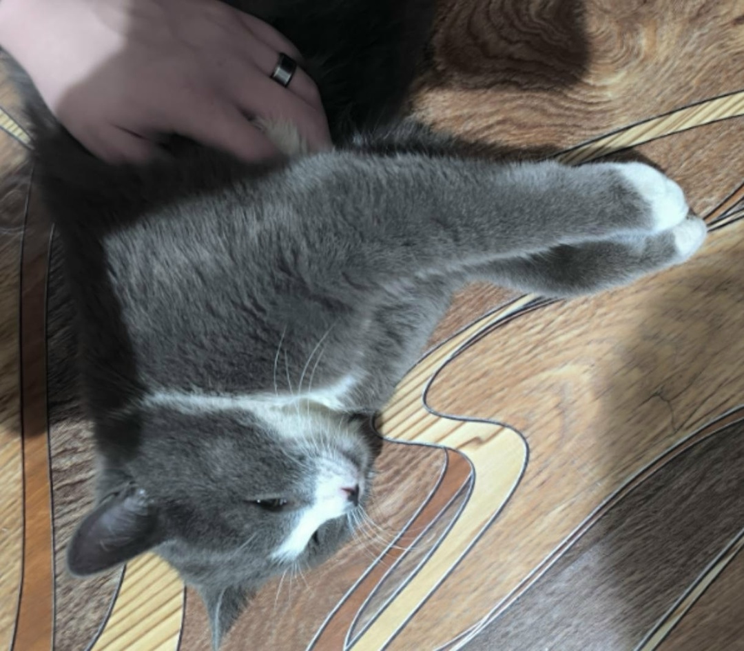 Найдена кошка в Новополоцке — Здравствуйте, может кто потерял котика? Прибился около копейки на аэродроме, ручной, ласковый