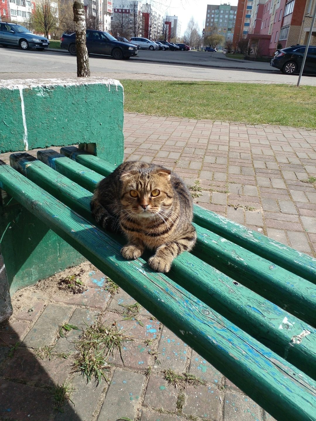 Найдена кошка в Новополоцке — Вислоухий котик. Аэродром.