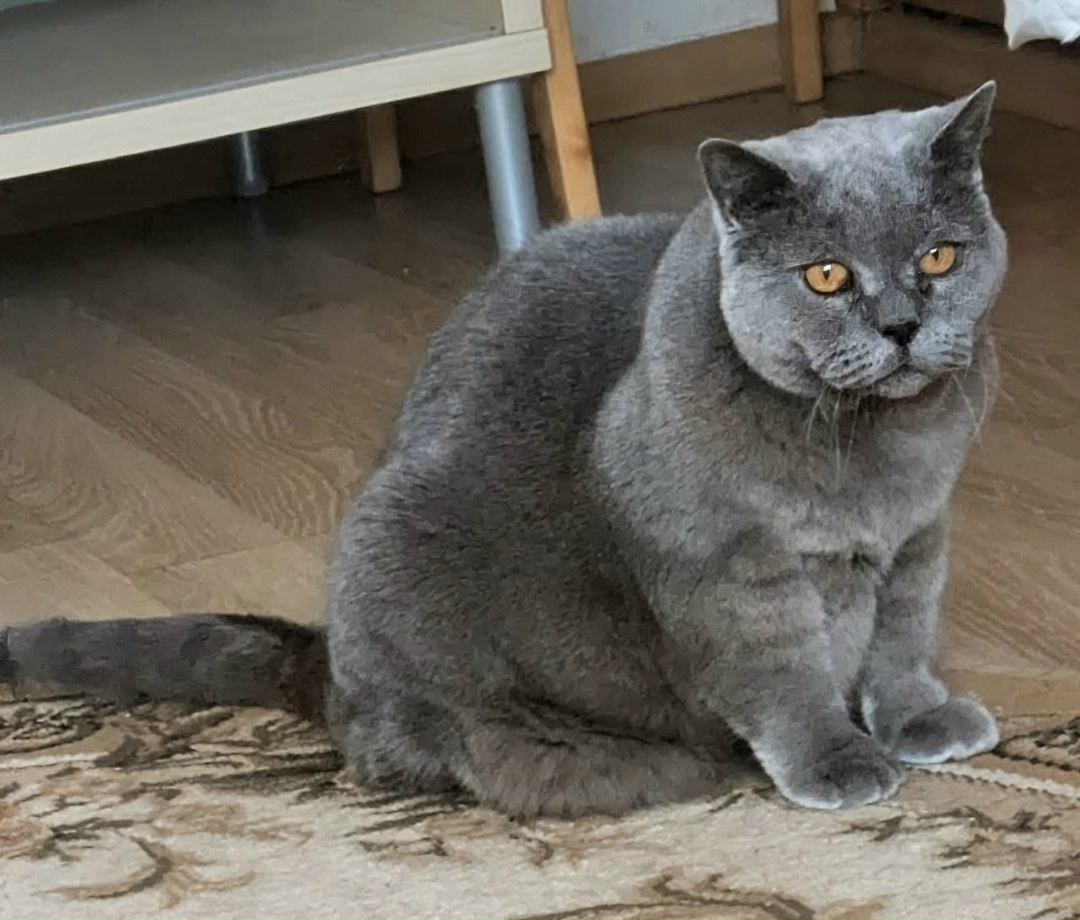 Найдена кошка в Новополоцке — фото объявления