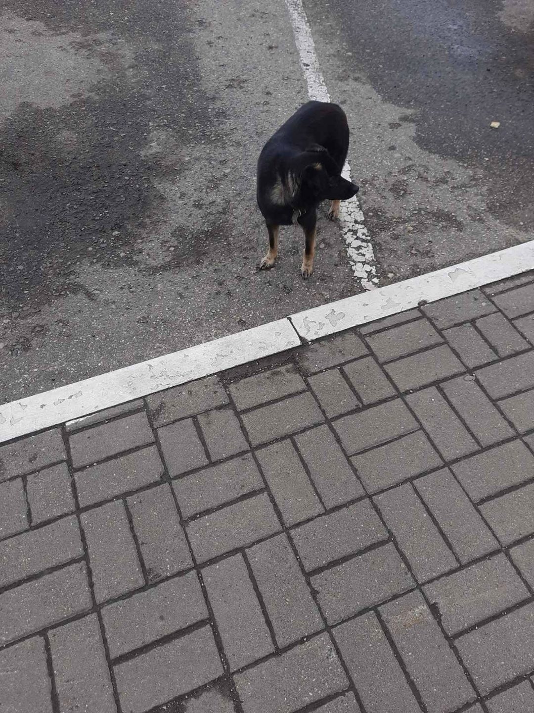 Пропала собака в Новополоцке — Собачка 🐕 небольшая с ошейником или потерянная или выкинули.