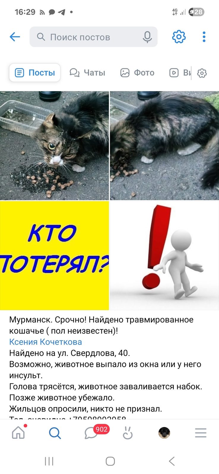 Найдена кошка в Лиде — КТО ЛЕТИТ В ПЕТЕРБУРГ в ближайшие дни?