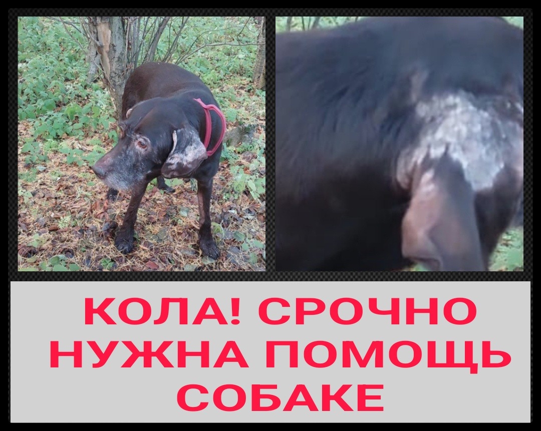 Найдена собака в Лиде — КОЛА. СРОЧНО НУЖНА ПОМОЩЬ ПОЖИЛОЙ СОБАКЕ . РОЗЫСК ХОЗЯИНА. ПОИСК КУРАТОРОВ, ПЕРЕДЕРЖКИ