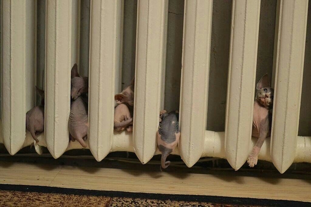 Найдена кошка в Лиде — Я вообще никогда не любил сфинксов. Нет, не египетских сфинксов, а голых, похожих на ночной кошмар…