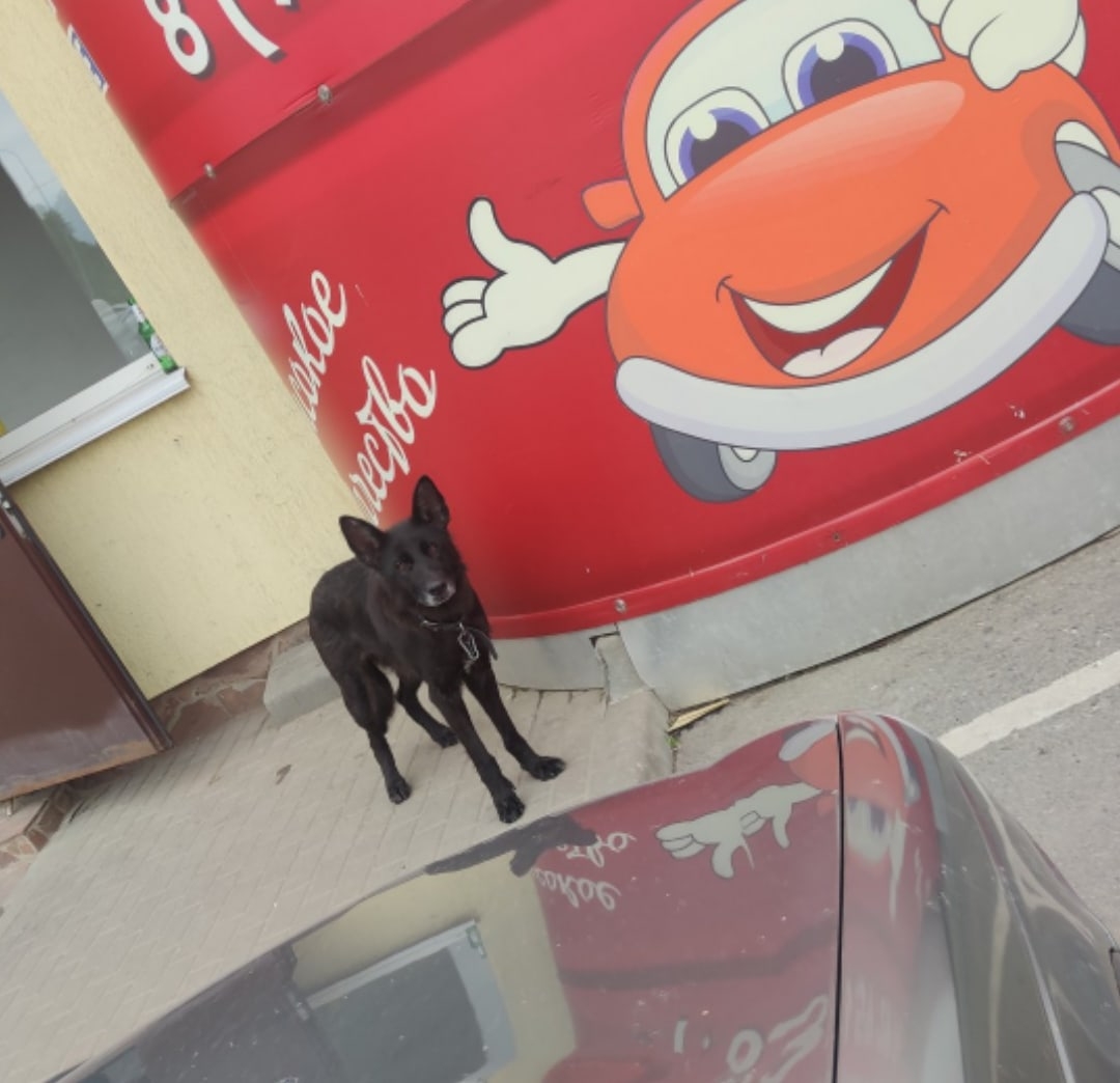 Найдена собака в Горках — В Малахово у Визита бегает собака (девочка).