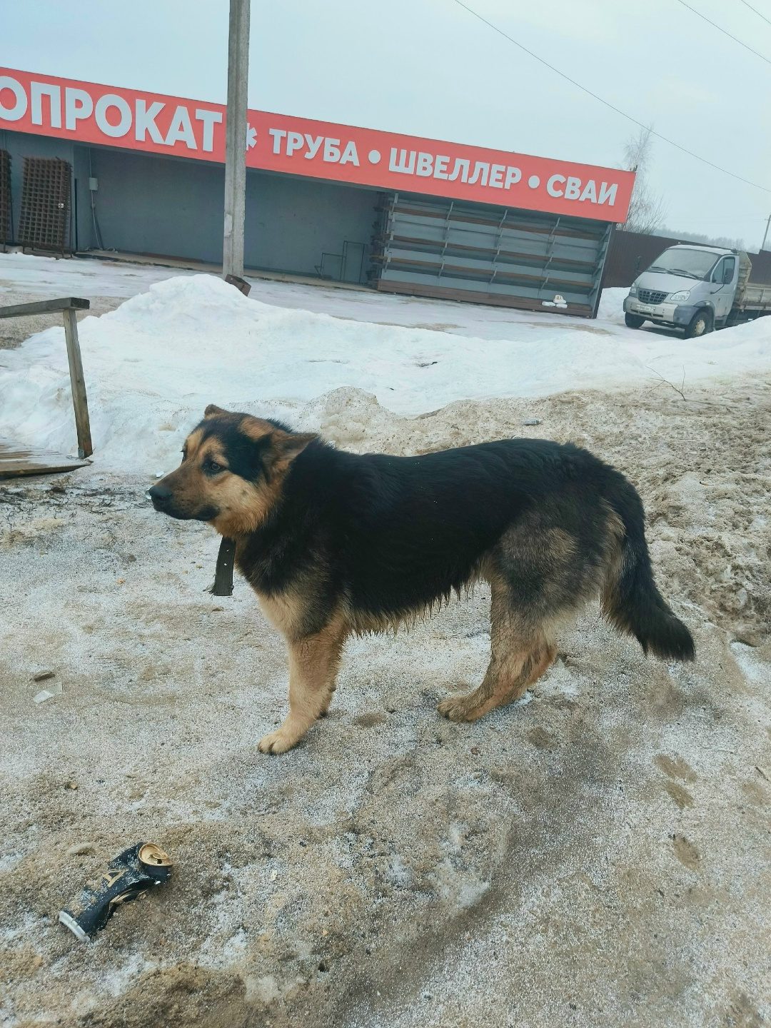 Найдена собака в Горках — В Малахово на остановке бегает пес, с ошейником..