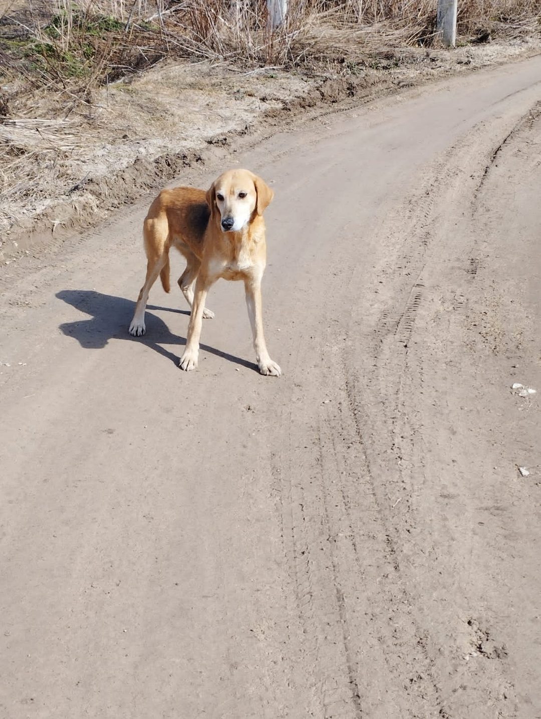 Найдена собака в Горках — Здравствуйте. Не могли бы разместить в соц. сетях в Заокском . У нас в деревне Волковичи, с месяц, как…