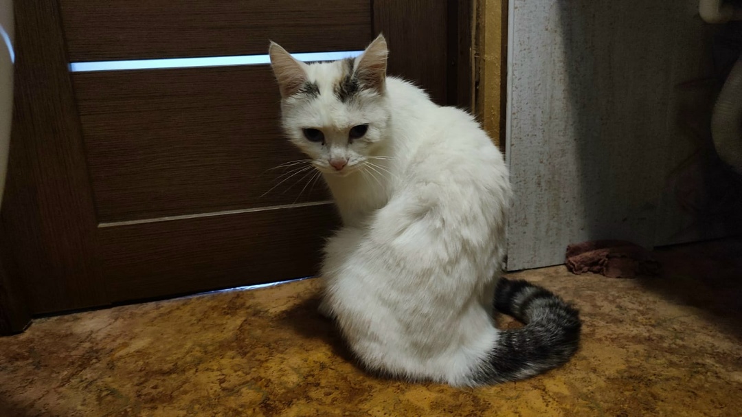 Найдена кошка в Горках — Заокский! Пропал котик,кастрированный, если он у Вас или Вы его видели- напишите пожалуйста в личку…