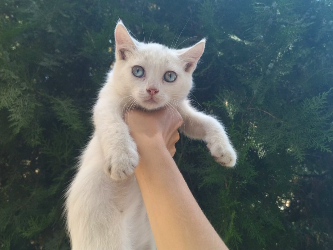 Найдена кошка в Пинске — Прошу заберите котят, мы дети приехали из другого города в санаторий, здесь на территории мы нашли…