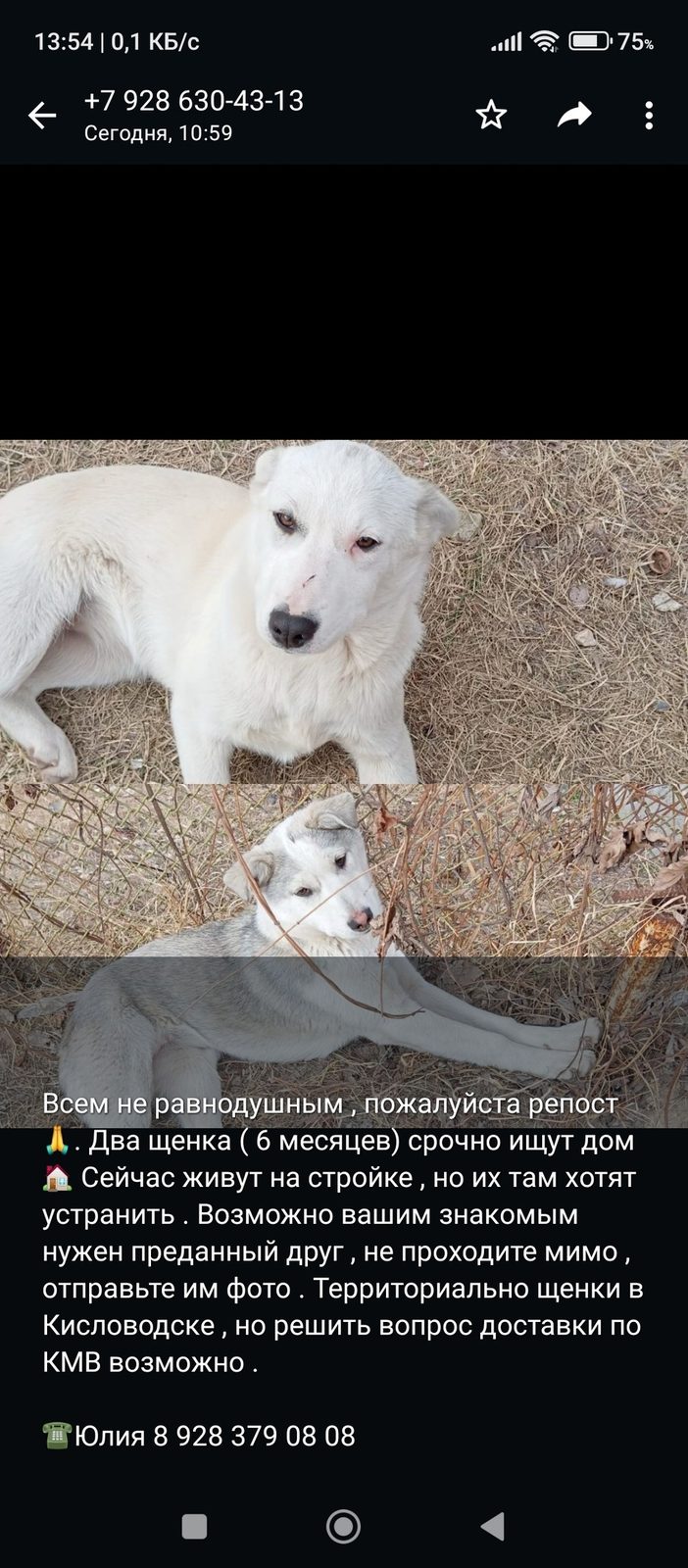 Найдена собака в Пинске — Крик души!!! Пропали собачки, в районе Стадиона г.Кисловодск. Возраст 1 год, две собачки окрас белый…