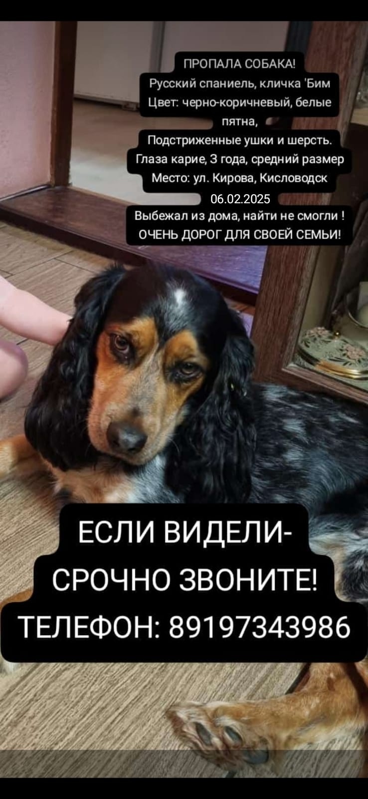 Найдена собака в Пинске — фото объявления