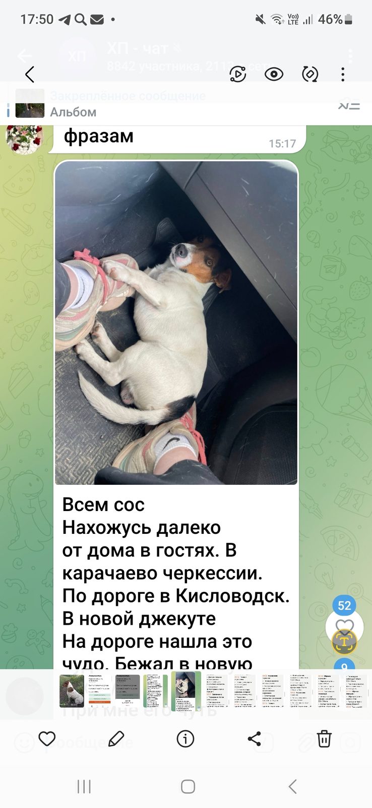 Найдена собака в Пинске — По дороге в Ктсловодск найдена собака, похож на джек-рассела. СРОЧНО НУЖНА ПОМОЩЬ
