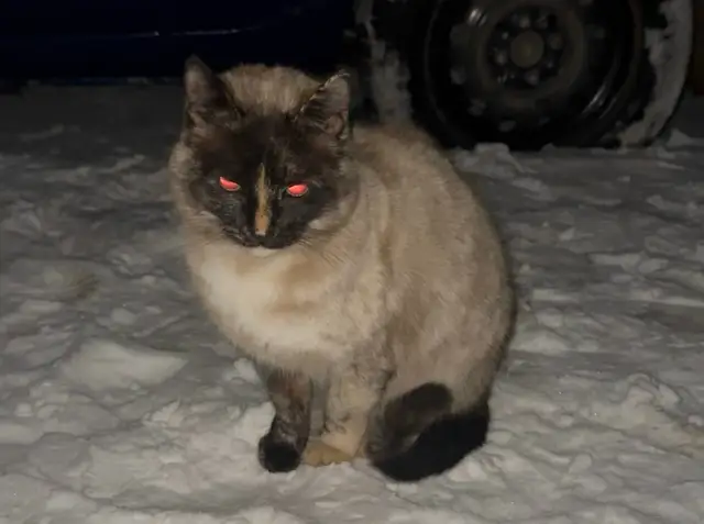 Пропала кошка в Пинске — Вот такая кошечка шла за мной с улицы Октябрьская. У нее интересный коричнево-бежевый окрас и голубые…